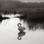 Swan at Stanpit Marsh